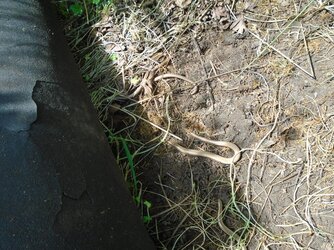 220514-7422 Charfield Meadow Tins-slowworms.JPG