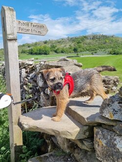 maisy on walk.jpg