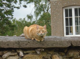 220606-7981 North Nibley-St Martin cat on wall.JPG