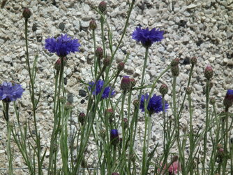 DSCF6589.JPG