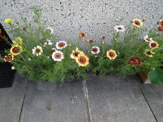 DSCF6613.JPG