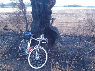 220819-0174 Kington-Cowhill burnt trees-field-verge.JPG