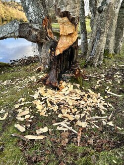 IMG_0957.jpeg