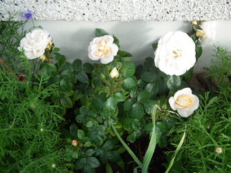 DSCF6729.JPG