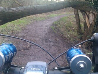 tree down 1.jpg