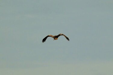 White tailed eagle.jpg