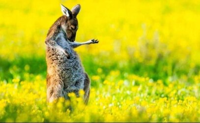 Air Guitar Kangaroo.jpg