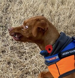 IMG_5437.jpeg