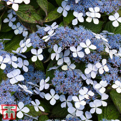 Blue3.jpg