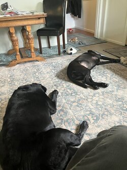 IMG_0052.jpeg