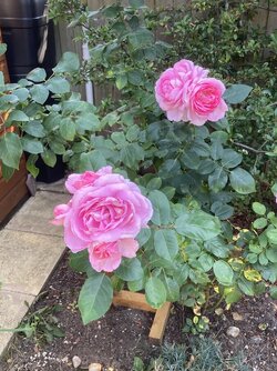 IMG_4505.jpeg