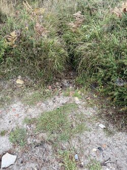 IMG_8911.jpeg