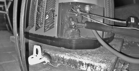 mouse 11-19-25 1209am.jpg