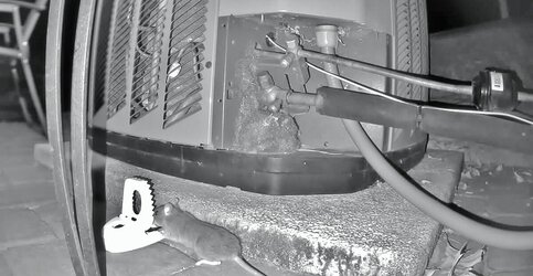 Rat 11-18-25 8pm.jpg