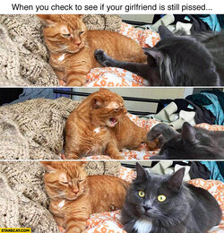 when-you-check-to-see-if-your-girlfriend-is-still-pissed-she-is-cats.jpg