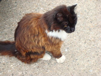 cat.jpg cat.jpg