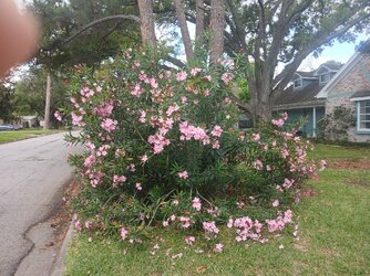 Oleander.jpg