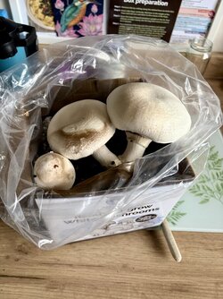 IMG_0284.jpeg