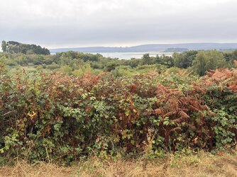 IMG_0895.jpeg