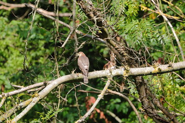 sparrowhawk.JPG