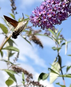 IMG_0951.jpeg