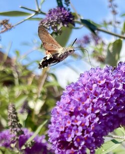 IMG_0948.jpeg
