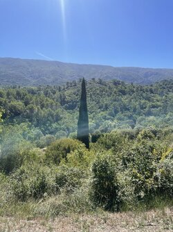 IMG_8010.jpeg