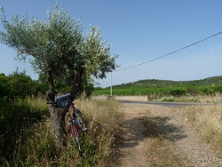170a Shady olive tree.jpg