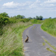 lane