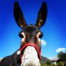 El_Burro_Sin_Nombre