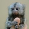 deptfordmarmoset