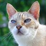 CycleCat