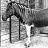 Quagga