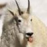 Mountain Goat