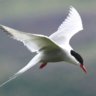 Steve at Tern