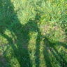 ecotype