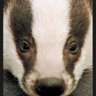 A Badger