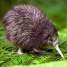 Adam-the-Kiwi