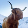 Highlander
