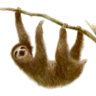 Tenacious Sloth
