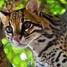 Cuddly Ocelot