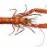 nephrops