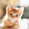 Feistykitten