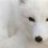silverfox