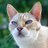 CycleCat