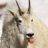 Mountain Goat