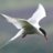 Steve at Tern