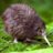 Adam-the-Kiwi