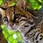 Cuddly Ocelot