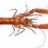 nephrops